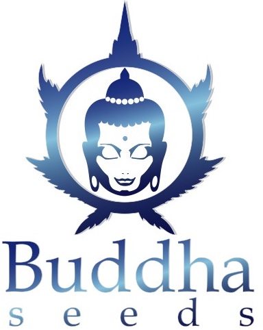 buddha seeds